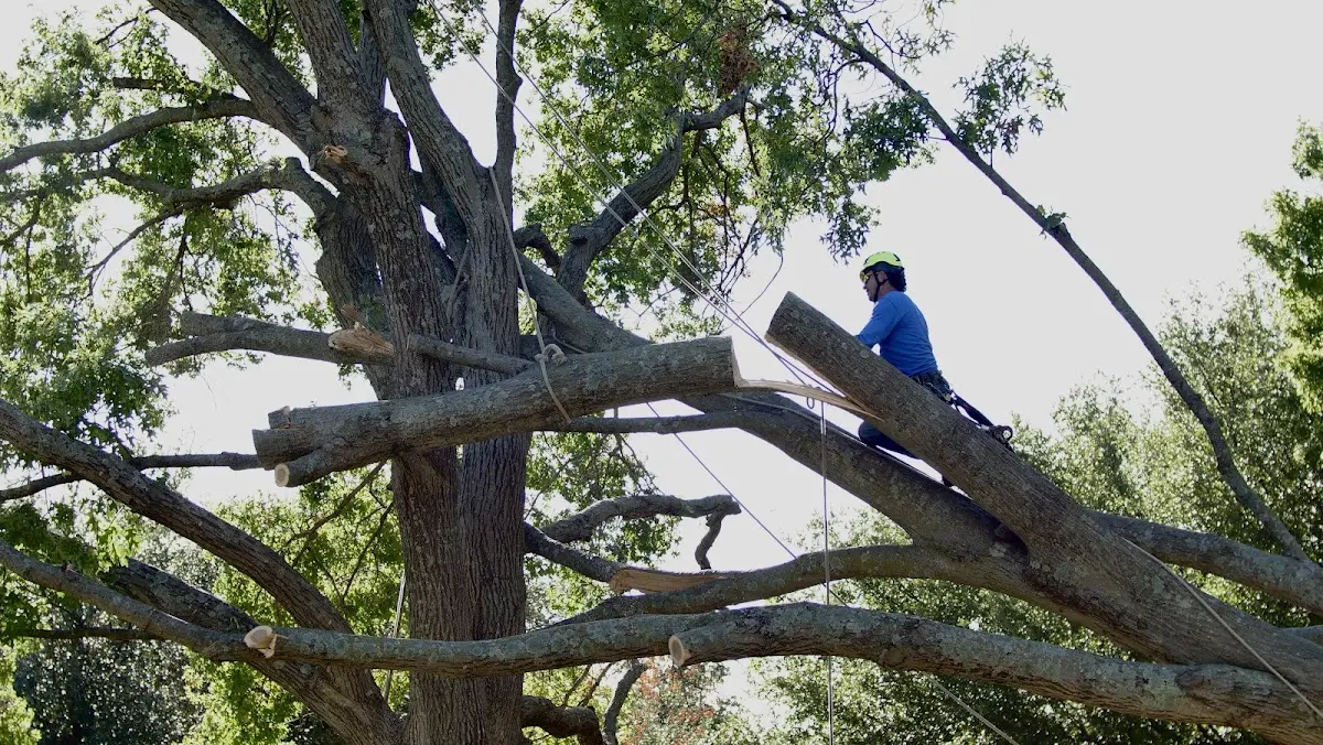 Professional Crown Thinning performed by certified arborists in Laconia